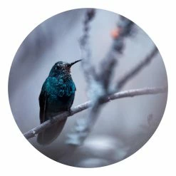 WallArt Runde Tapete - Kolibri Im Winter In Violett -JYOKO-Shop wallart runde tapete kolibri im winter in violett 6